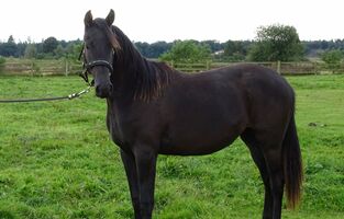 Bernsteinreiter Trakehner Prima Diva