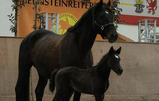 Fohlen Trakehnerzucht Prima Donata Bernsteinreiter