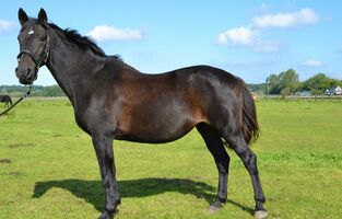 Bernsteinreiter Trakehner Prima Vista
