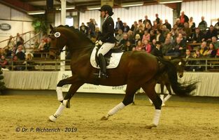 Hengstschau Trakehner