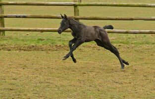 Bernsteinreiter Trakehner Prima Diva