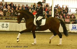 Osiander Trakehner