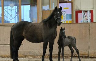 Priam Donata Fohlen Trakehner Bernsteinreiter