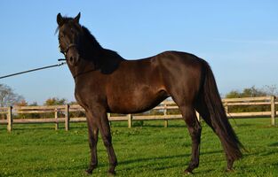 Bernsteinreiter Trakehner Prima Donna