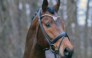 Osiander, Deckhengst