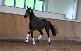 Bernsteinreiter Trakehner Prima Diva