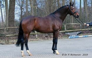 Trakehner Vielseitigkeit