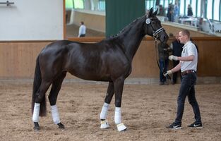 Bernsteinreiter Trakehner Prima Diva